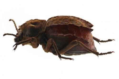 Réf. 219 681 : Phrynocolus dentatus